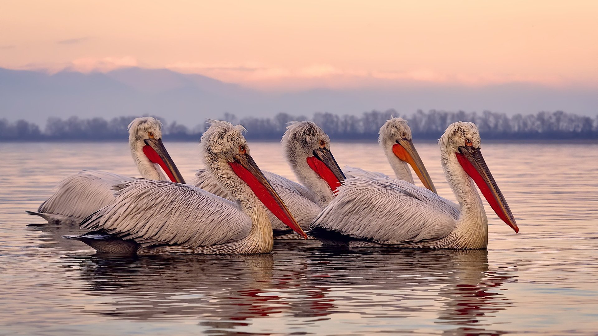 九游娱乐网页版-_森林狼士气高昂，努力冲击季后赛_，森林狼队最新球员名单